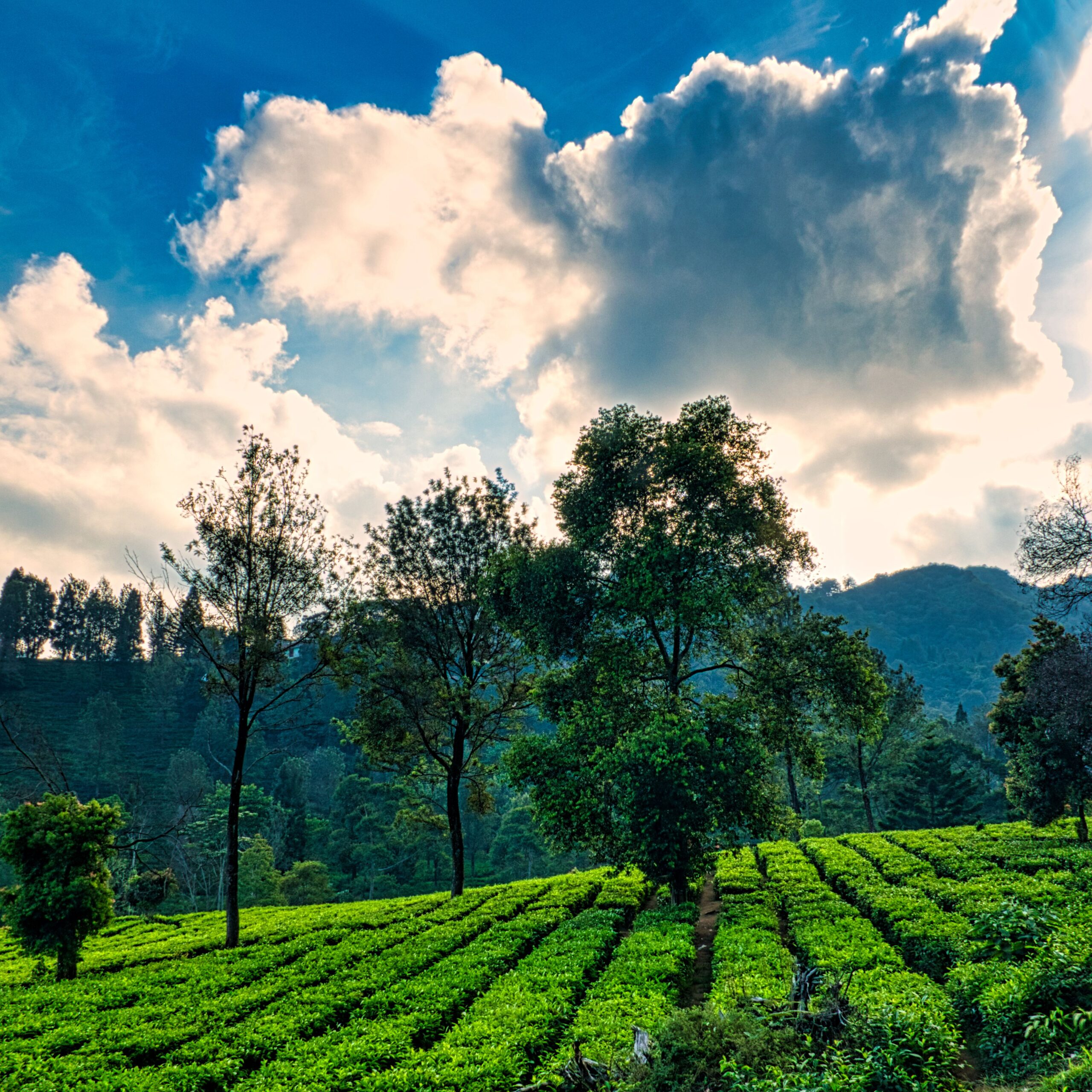 Kodagu